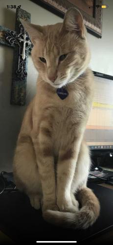 Lost Male Cat last seen Cassia Road and Pioneer, New Plymouth, ID 83655