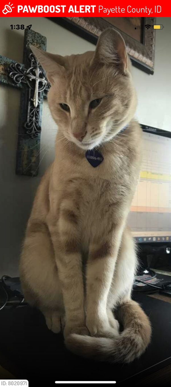 Lost Male Cat last seen Cassia Road and Pioneer, New Plymouth, ID 83655