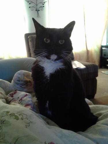 Lost Female Cat last seen Bethany  Rd & Perryville Rd, Litchfield Park, AZ 85340