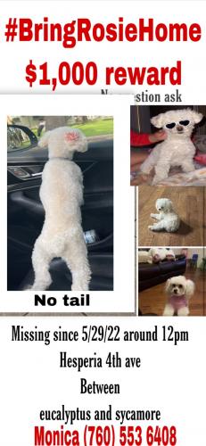 Lost Female Dog last seen 4th ave between eucalyptus and sycamore , Hesperia, CA 92345