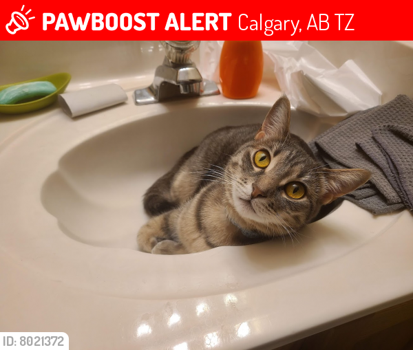 Lost Female Cat last seen Douglas Ridge Close SE, Calgary, AB T2Z