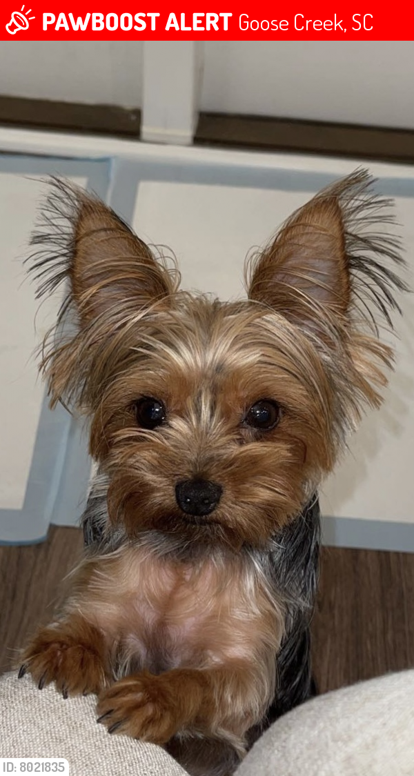 Lost Female Dog last seen Near swallowtail ln goose creek , Goose Creek, SC 29445