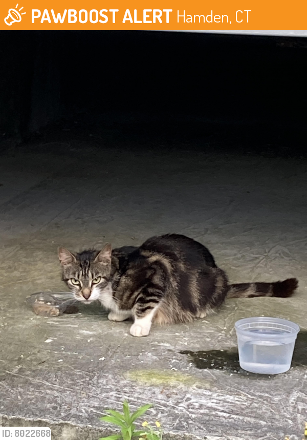Found/Stray Female Cat last seen Broadmoor Complex Mix Ave Hamden, Hamden, CT 06514