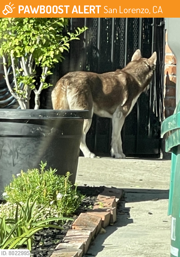 Found/Stray Unknown Dog last seen Via Acalanes San Lorenzo ca, San Lorenzo, CA 94580