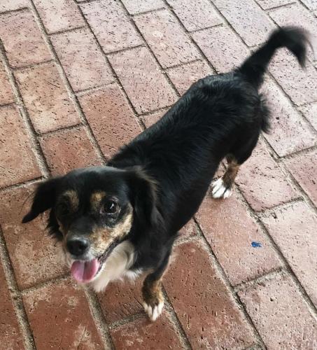 Lost Female Dog last seen Near th st and E Apollo Rd, Phoenix, AZ 85042