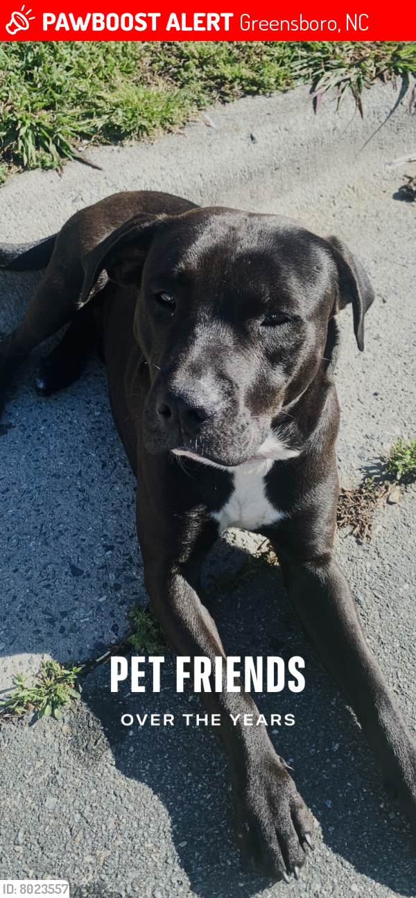 Lost Male Dog in Greensboro, NC 27401 Named Lucky/shadow (ID 8023557