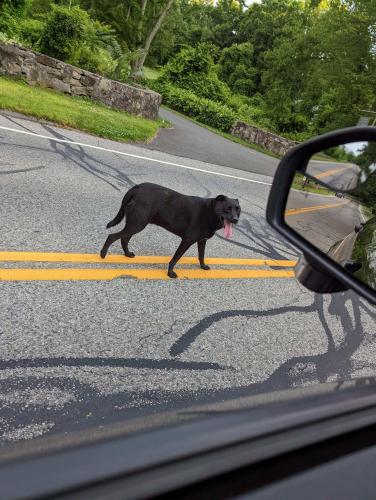 Found/Stray Male Dog last seen Richards Ave at Scribner Ave, Norwalk, CT 06850