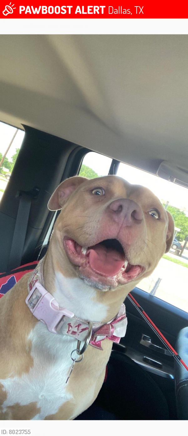 Lost Female Dog in Dallas, TX 75247 Named Alley (ID 8023755) PawBoost