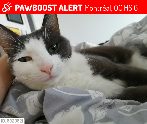 Lost Female Cat last seen back alley of 6811 Clark between St. Zotique and avenue Mozart O, Montréal, QC H2S 3G1