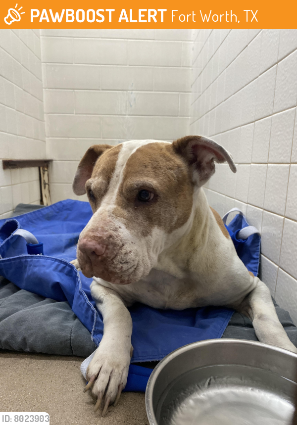 Found/Stray Female Dog in Fort Worth, TX 76133 (ID 8023903) PawBoost
