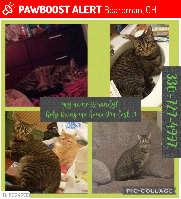 Lost Male Cat last seen Afton ave boardman,ohio, Boardman, OH 44512