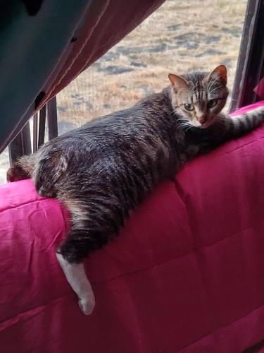 Lost Female Cat last seen Boscell and Stuart ave , Fremont, CA 94538