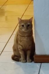 Lost Female Cat last seen New Hampshire, St., Harlingen, TX 78550