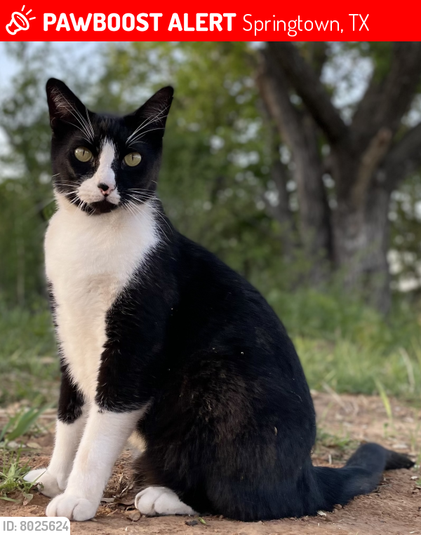 Lost Male Cat last seen Cooper Ct and Highland Rd, Springtown, TX 76082