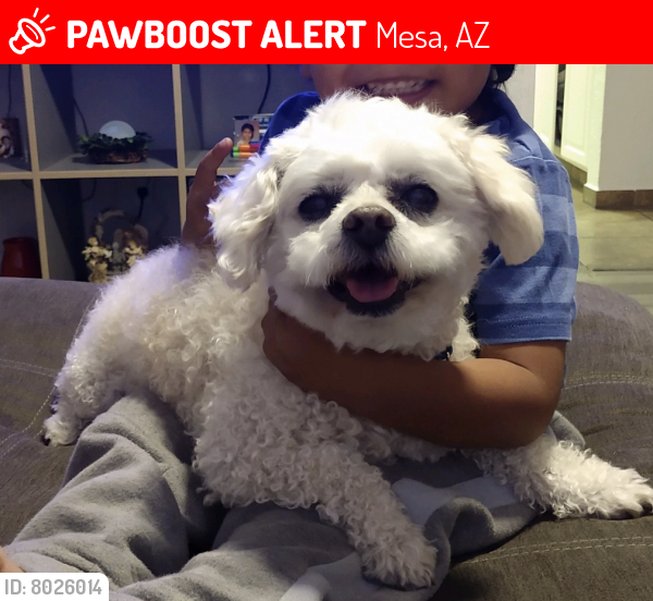 Lost Male Dog last seen Dobson and University , near H Mart Mesa., Mesa, AZ 85201