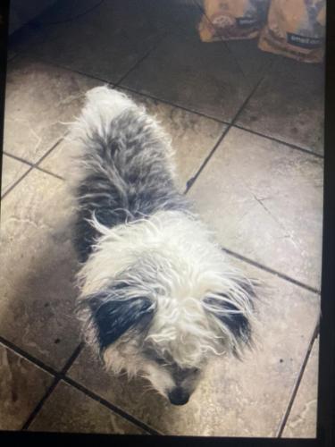 Lost Male Dog last seen Near s oglesby, Chicago, IL 60617
