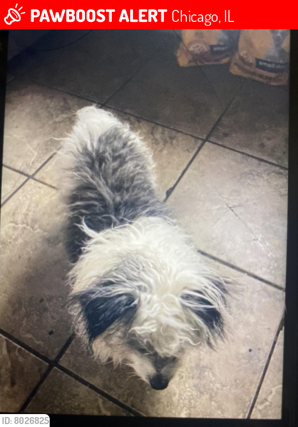 Lost Male Dog last seen Near s oglesby, Chicago, IL 60617