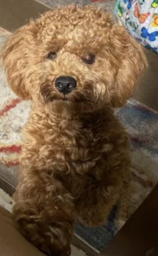 Lost Male Dog last seen San Pablo and toyon ave , San Jose, CA 95127