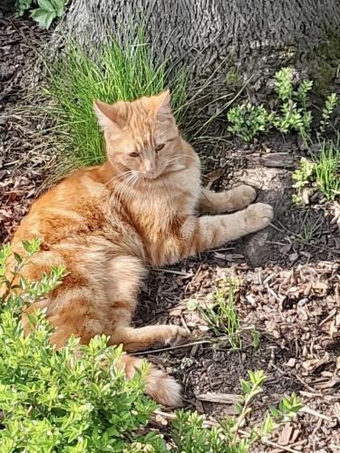 Lost Male Cat last seen Aldi Shirebrook, Leisure Centre Shirebrook and Soldiers Club Shirebrook , Shirebrook, England NG20 9RP