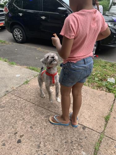 Lost Male Dog last seen New Haven , Branford, CT 06405