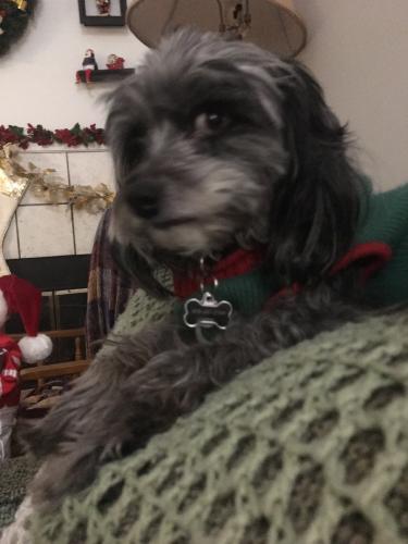 Lost Male Dog last seen Camden and Ross, San Jose, CA 95124