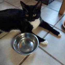 Lost Female Cat last seen Northlake Springs Court at Wilson Road, DeKalb County, GA 30033