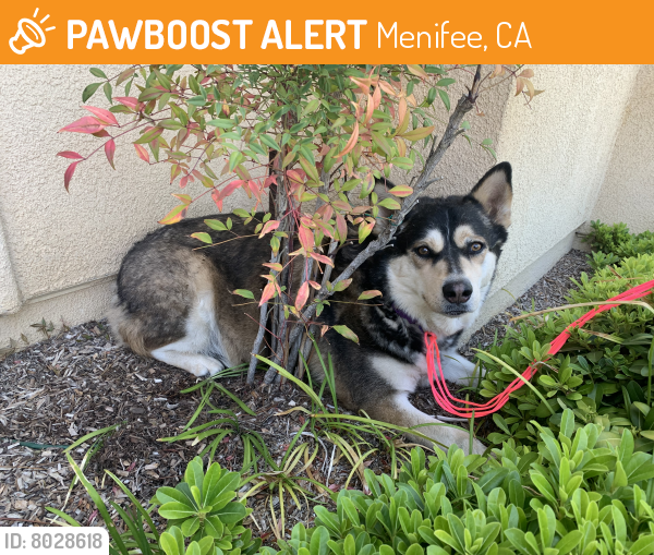 found-stray-female-dog-in-menifee-ca-92585-id-8028618-pawboost