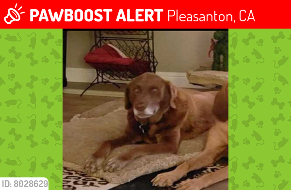 Lost Male Dog last seen Callippe Golf Course, Pleasanton, CA, Pleasanton, CA 94566