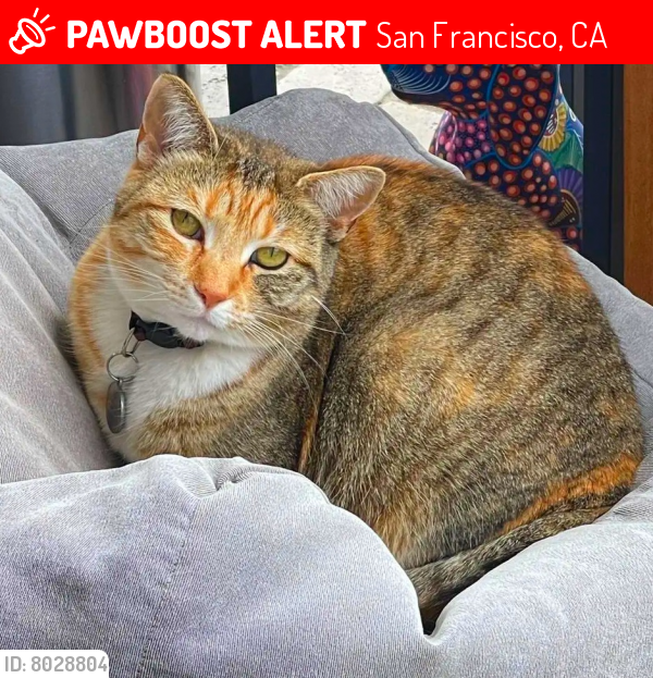 Lost Female Cat last seen Saturn and ord st, San Francisco, CA 94114
