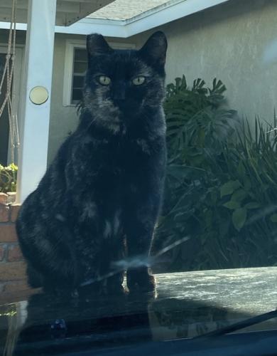 Lost Female Cat last seen Garo And stimson, Hacienda Heights, CA 91745