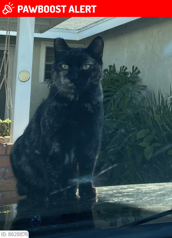 Lost Female Cat last seen Garo And stimson, Hacienda Heights, CA 91745