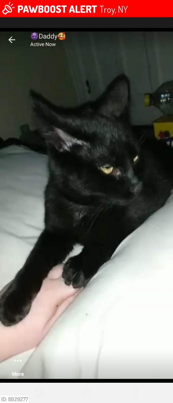 Lost Male Cat last seen Near 3rd ave, Troy, NY 12182
