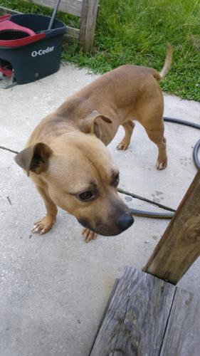 Found/Stray Male Dog last seen Packard st, Columbia County, FL 32025