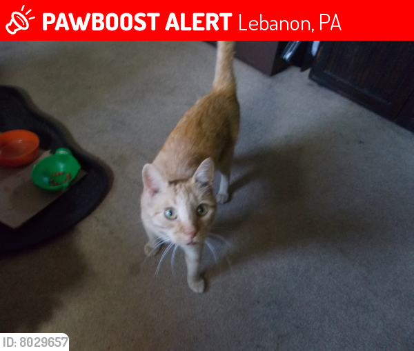 Lost Male Cat last seen Cornwall Road, Lebanon, PA 17042