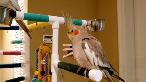 Lost Female Bird last seen Jule Star Dr & Wood Lilly Ln by the Colin L. Powell Elementary School, Centreville, VA 20120