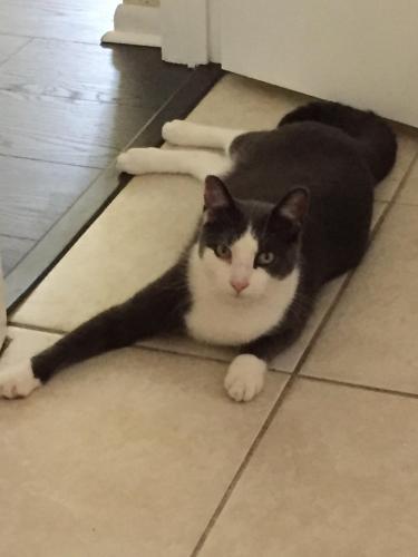 Lost Male Cat last seen S. High Street between W. Beresford Road and Taylor Road, DeLand, FL 32720
