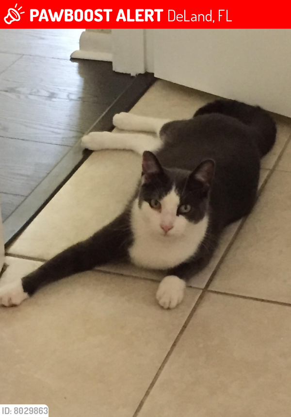 Lost Male Cat last seen S. High Street between W. Beresford Road and Taylor Road, DeLand, FL 32720