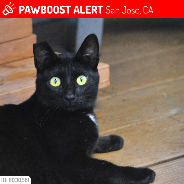 Deceased Female Cat last seen Maple Leaf Court, Pine Way San Jose, CA, San Jose, CA 95121