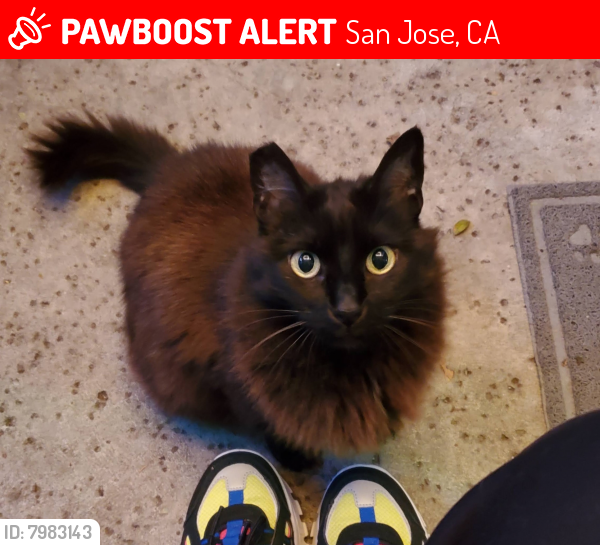 Lost Female Cat last seen Julian/Peruka Place - San Jose High/Park West Condos, San Jose, CA 95116
