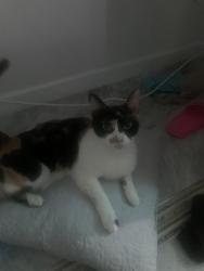 Lost Female Cat last seen Circle Lake Drive, West Palm Beach, FL 33417
