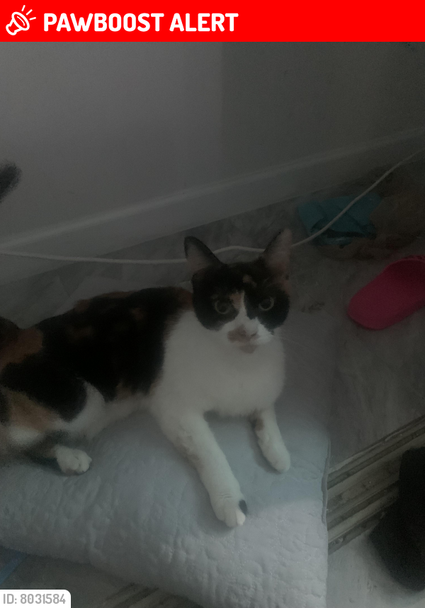 Lost Female Cat last seen Circle Lake Drive, West Palm Beach, FL 33417