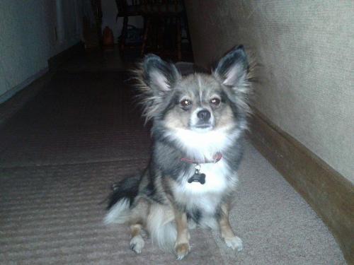 Lost Female Dog last seen McKee rd, San Jose, CA 95133