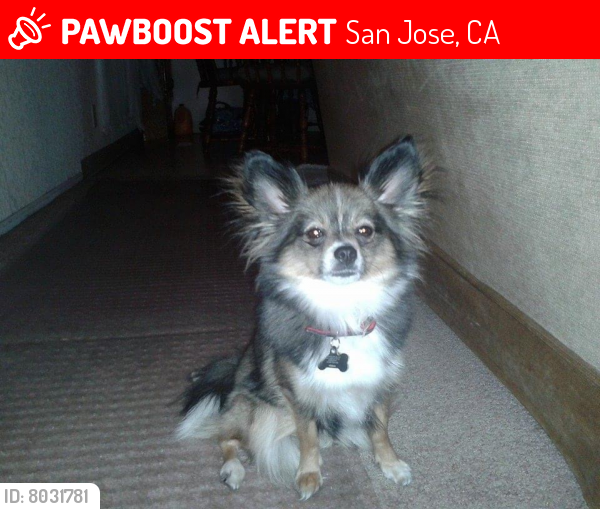 Lost Female Dog last seen McKee rd, San Jose, CA 95133