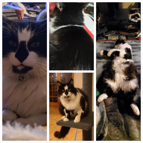 Lost Male Cat last seen Madison and Beverly , Everett, WA 98203