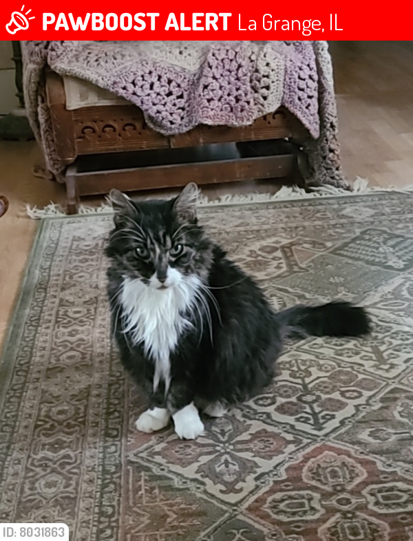 Lost Male Cat last seen Brainard Ave and Cossit Ave (Next to Lyons twp North Campus), La Grange, IL 60525