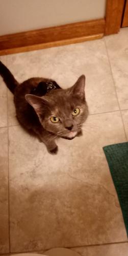 Lost Female Cat last seen Kokomo Indiana , Kokomo, IN 46901