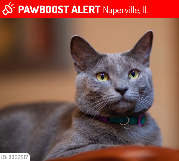 Lost Male Cat last seen Cheyenne and Breckenridge, Naperville, IL 60565