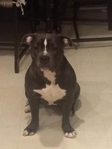 Lost Female Dog last seen Iris and Oliver, Moreno Valley, CA 92555
