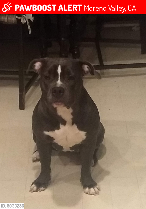 Lost Female Dog last seen Iris and Oliver, Moreno Valley, CA 92555