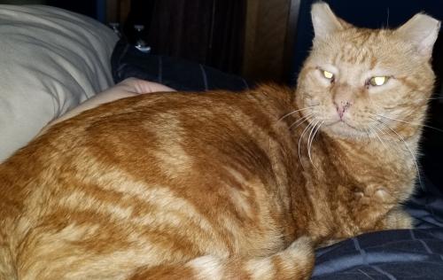 Lost Male Cat last seen East 29th and Broadway, near Norwood Inn, and Casey's area, Des Moines, IA 50317